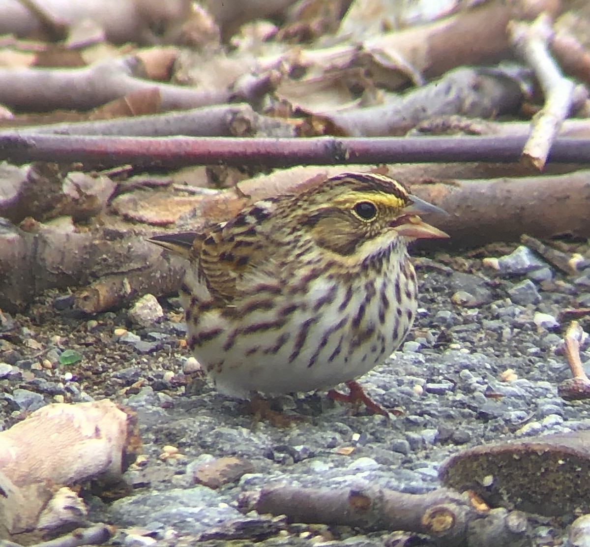 Savannah Sparrow (Savannah) - KZ F