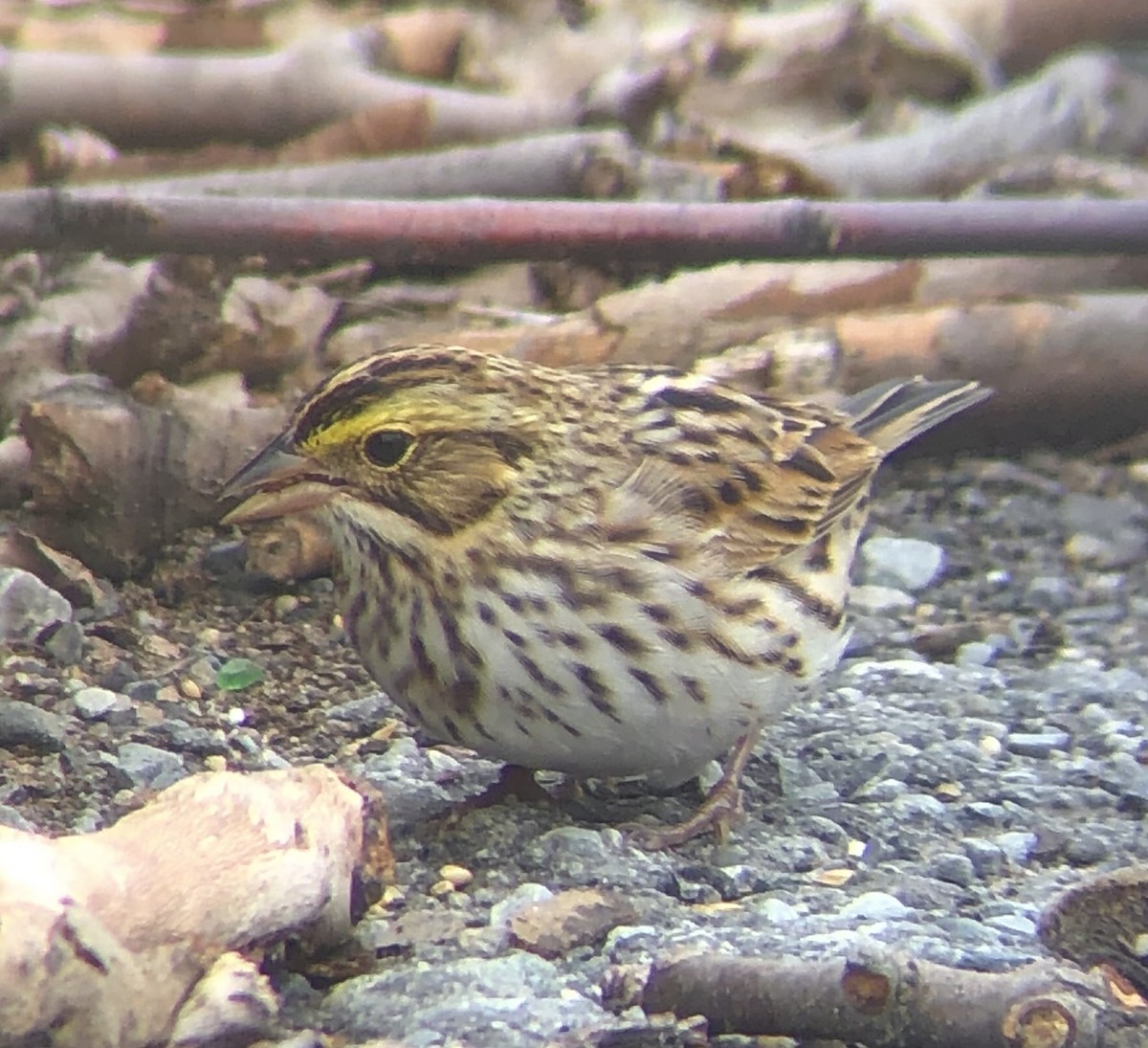 Savannah Sparrow (Savannah) - KZ F