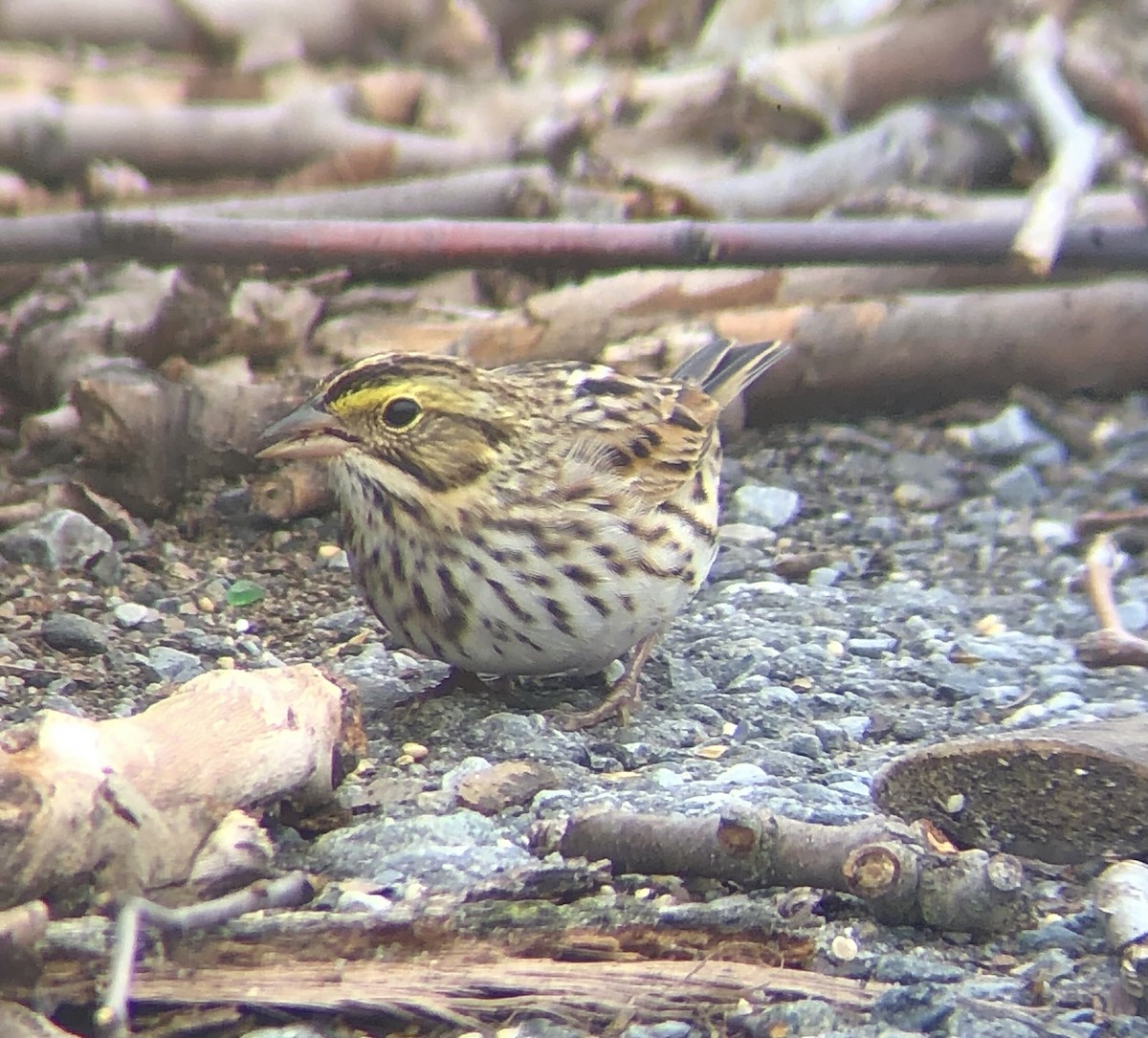 Savannah Sparrow (Savannah) - KZ F