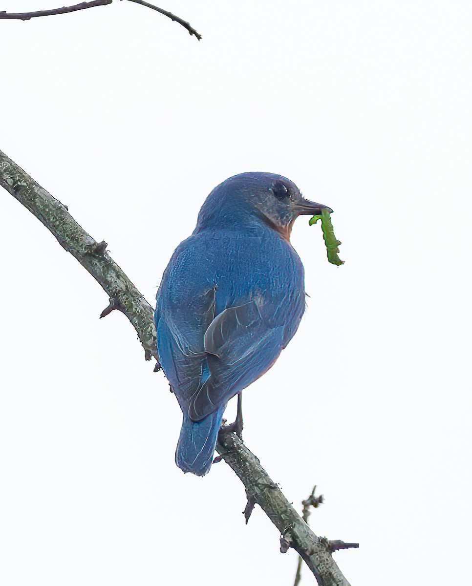 Eastern Bluebird - Mary-Rose Hoang