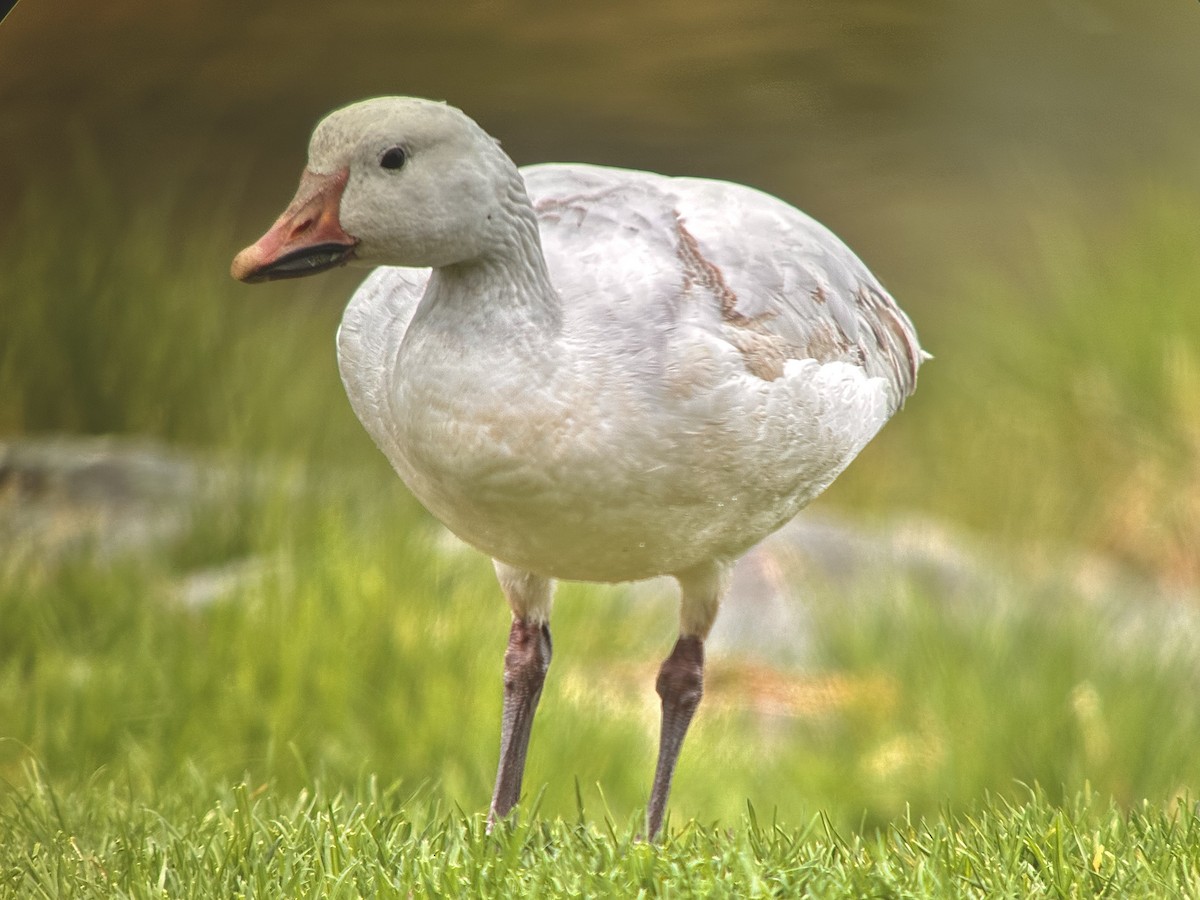 Snow Goose - ML618214084