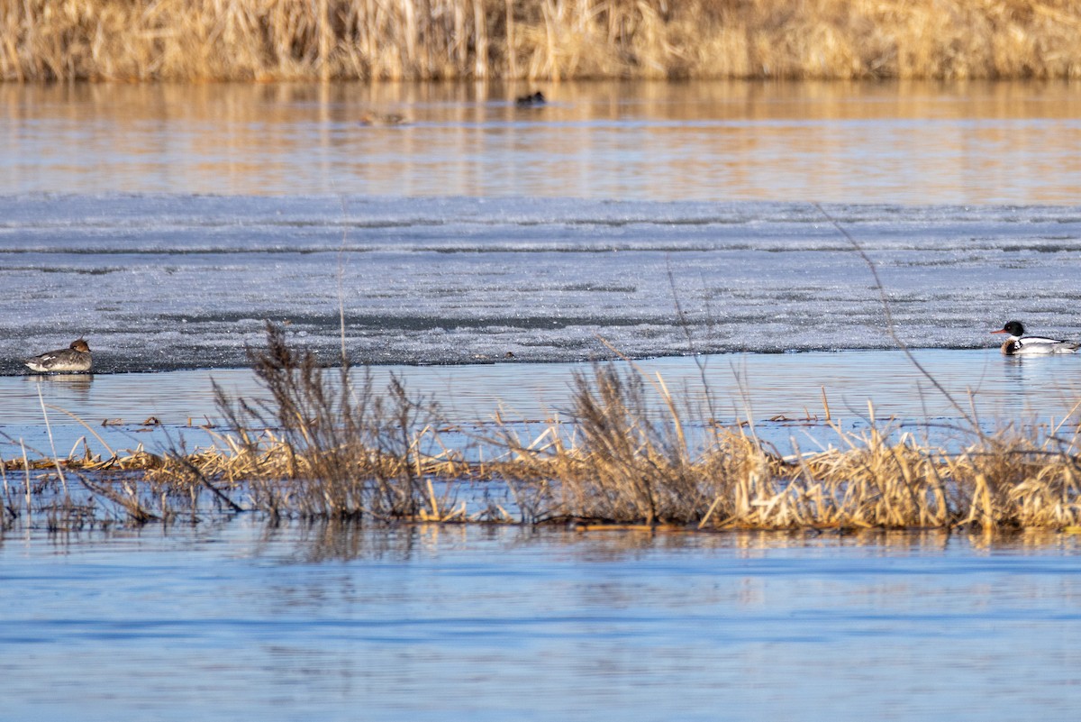 Red-breasted Merganser - Rick Hughes