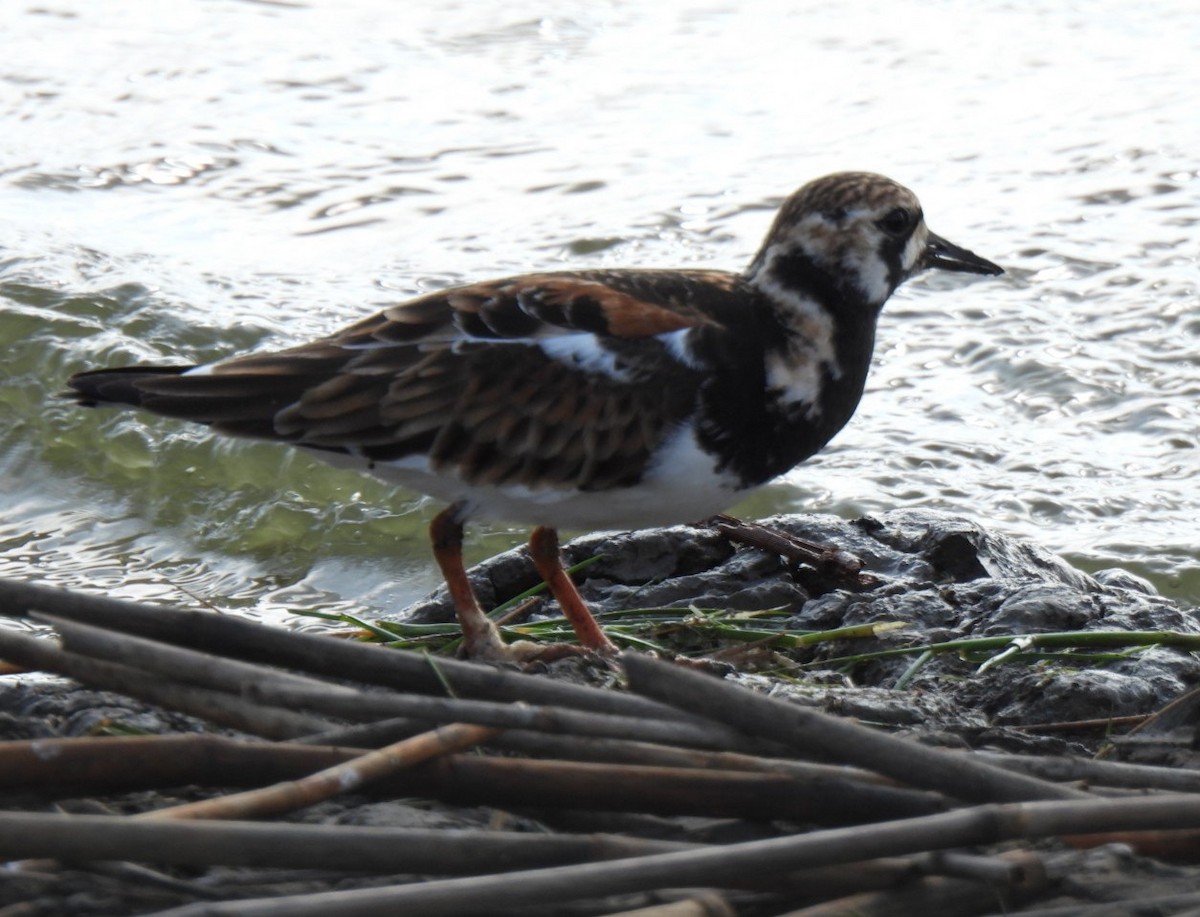 Ruddy Turnstone - Rhonda Latino