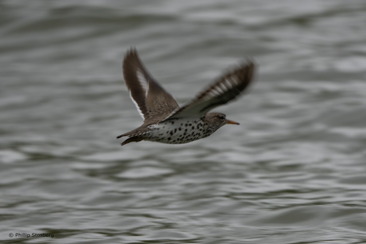 Spotted Sandpiper - Phillip Stosberg