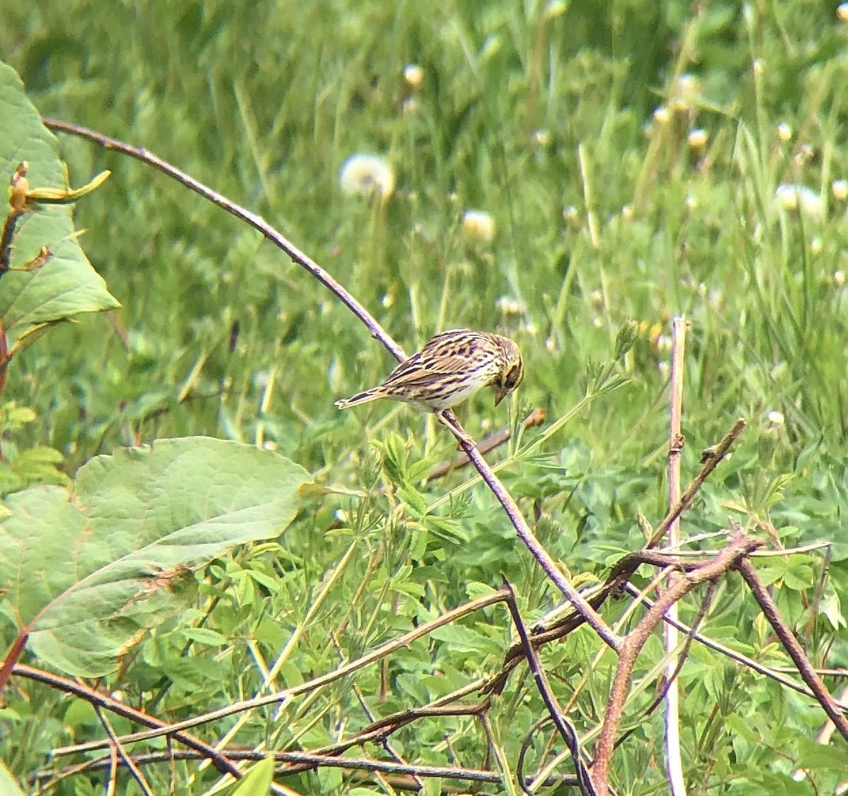 Savannah Sparrow (Savannah) - KZ F