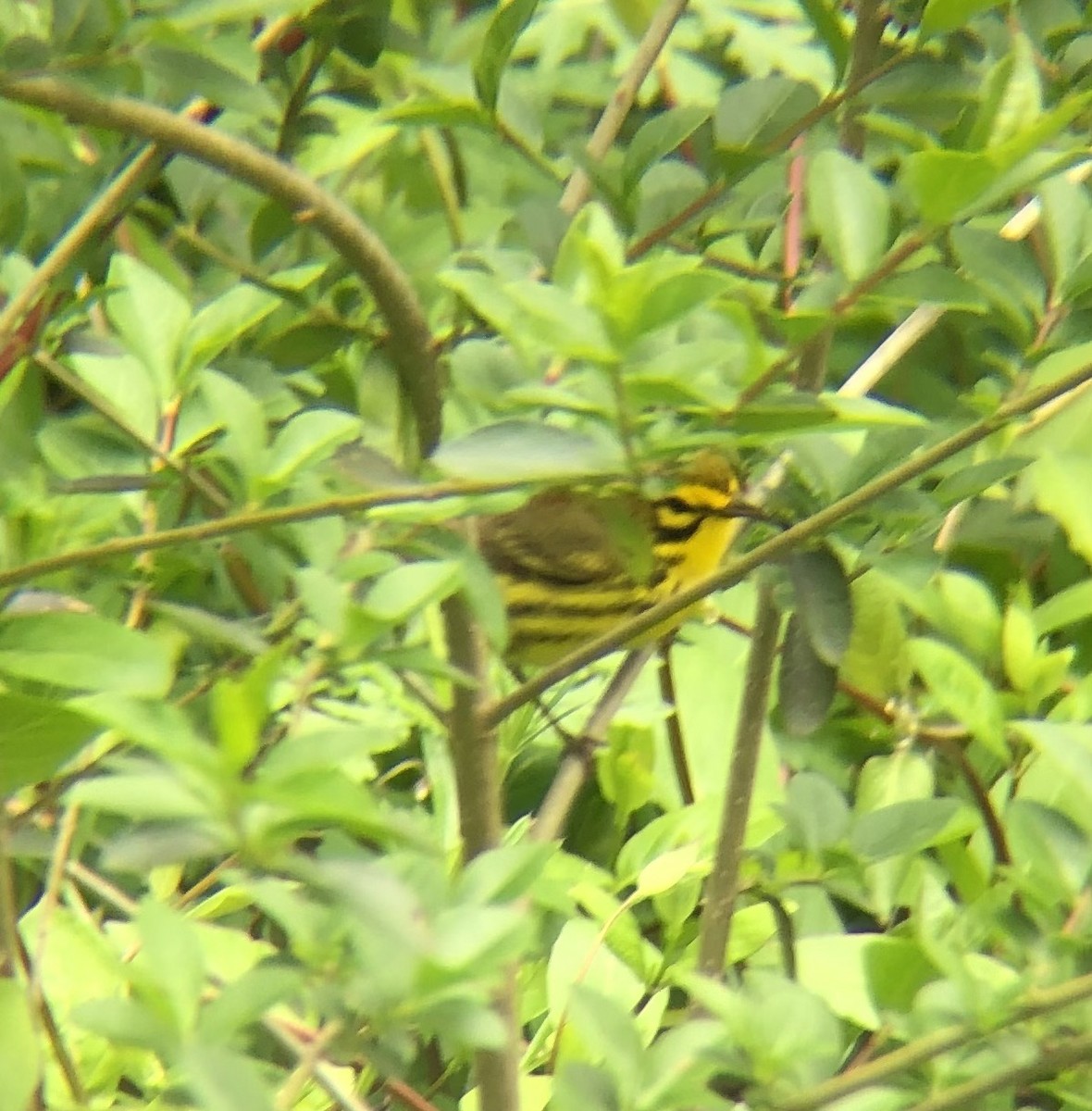 Prairie Warbler - KZ F