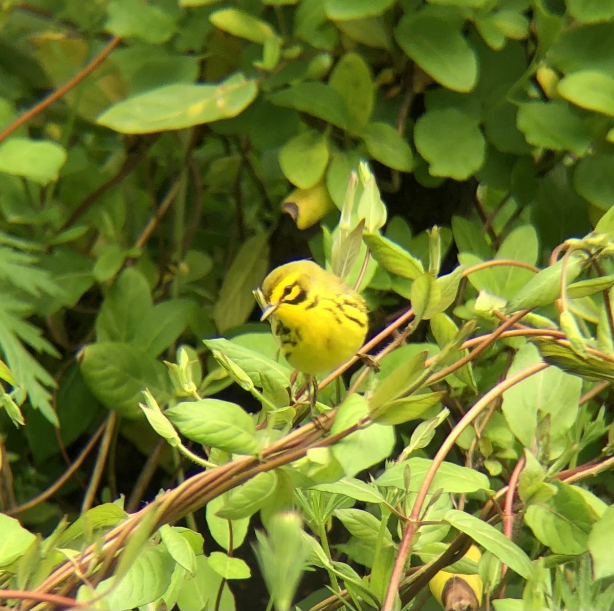 Prairie Warbler - KZ F