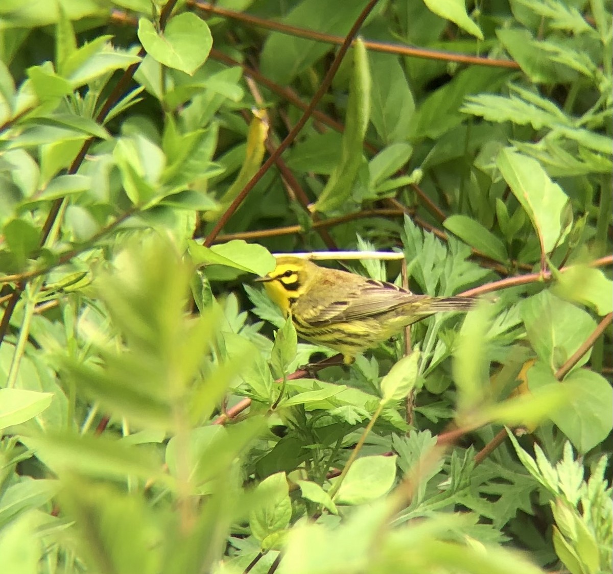 Prairie Warbler - KZ F