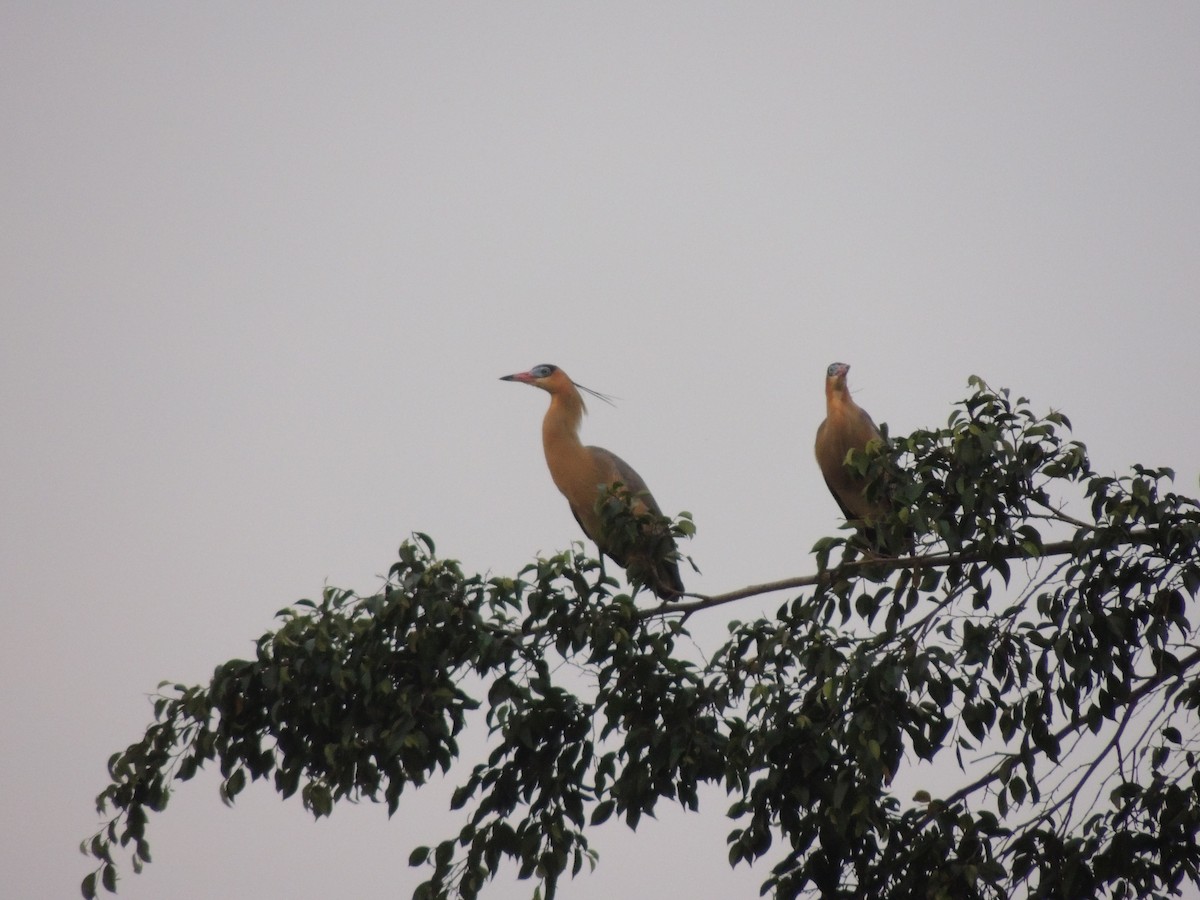 Whistling Heron - Carolina Dávila