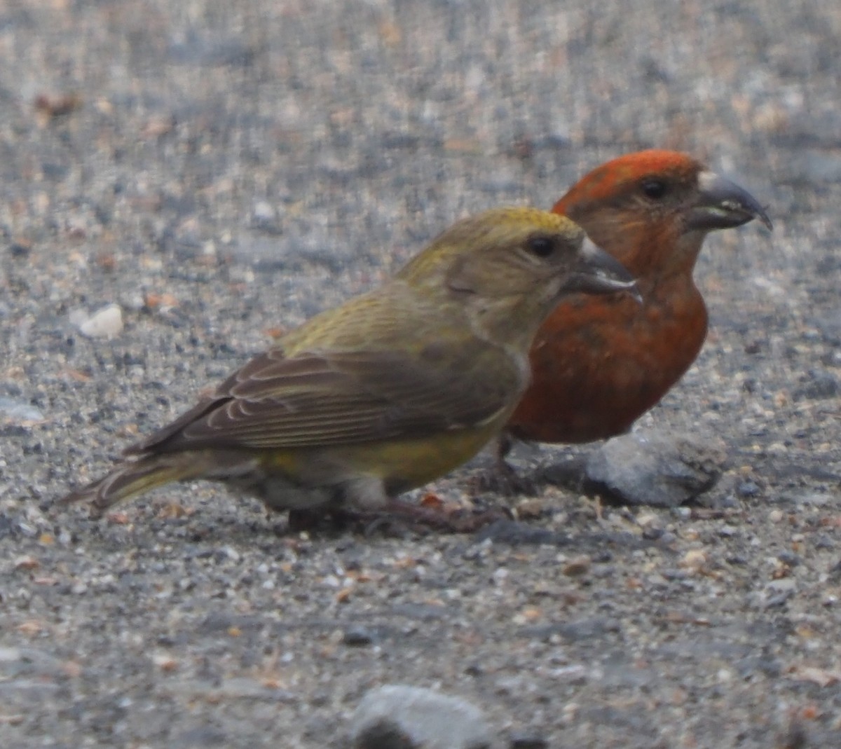 Red Crossbill - Peter Gagarin