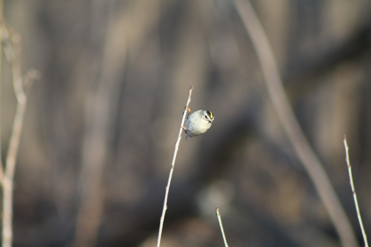 Golden-crowned Kinglet - ML618214188