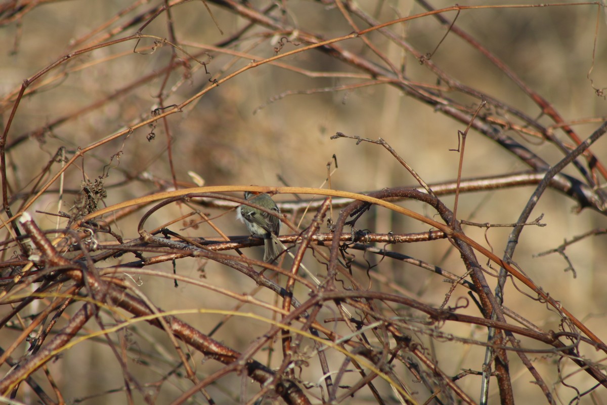 Golden-crowned Kinglet - ML618214190