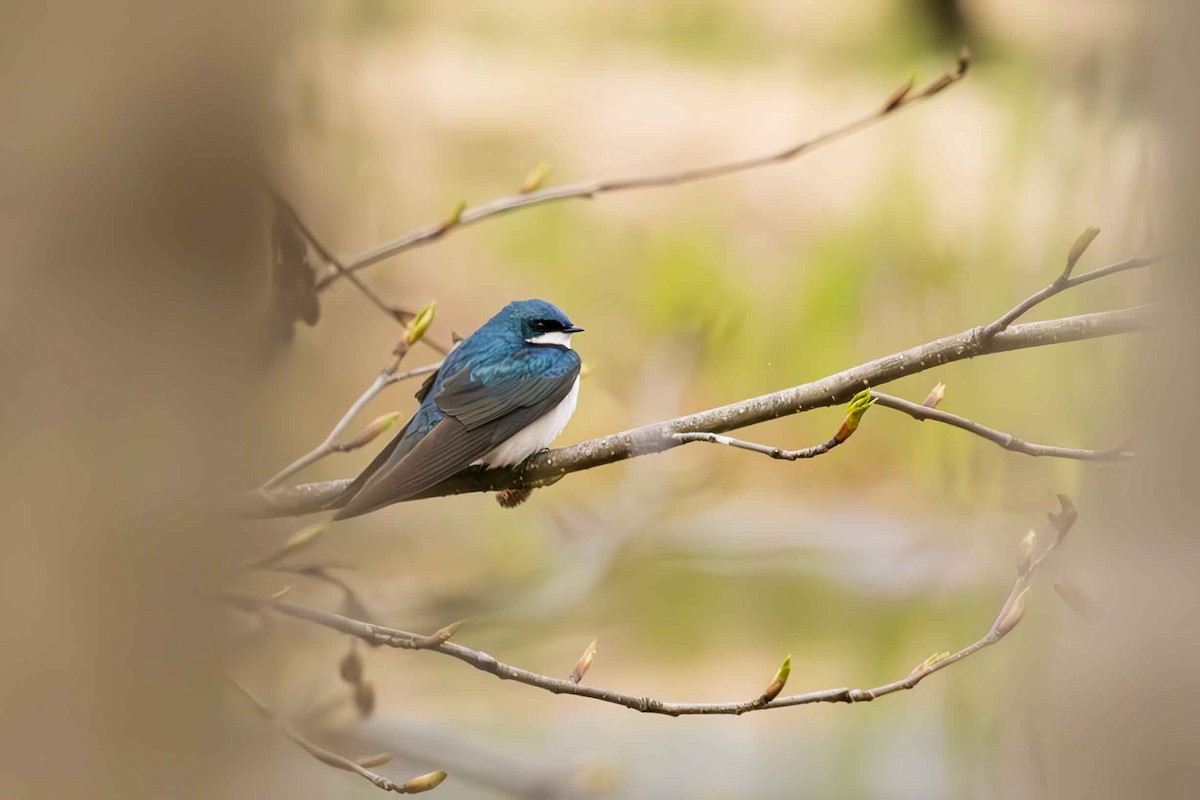 Tree Swallow - ML618214193