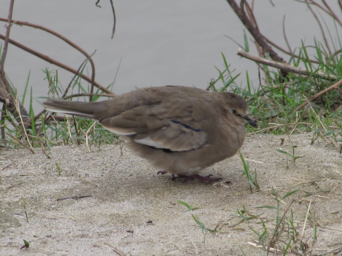 Picui Ground Dove - Hugo Rodriguez