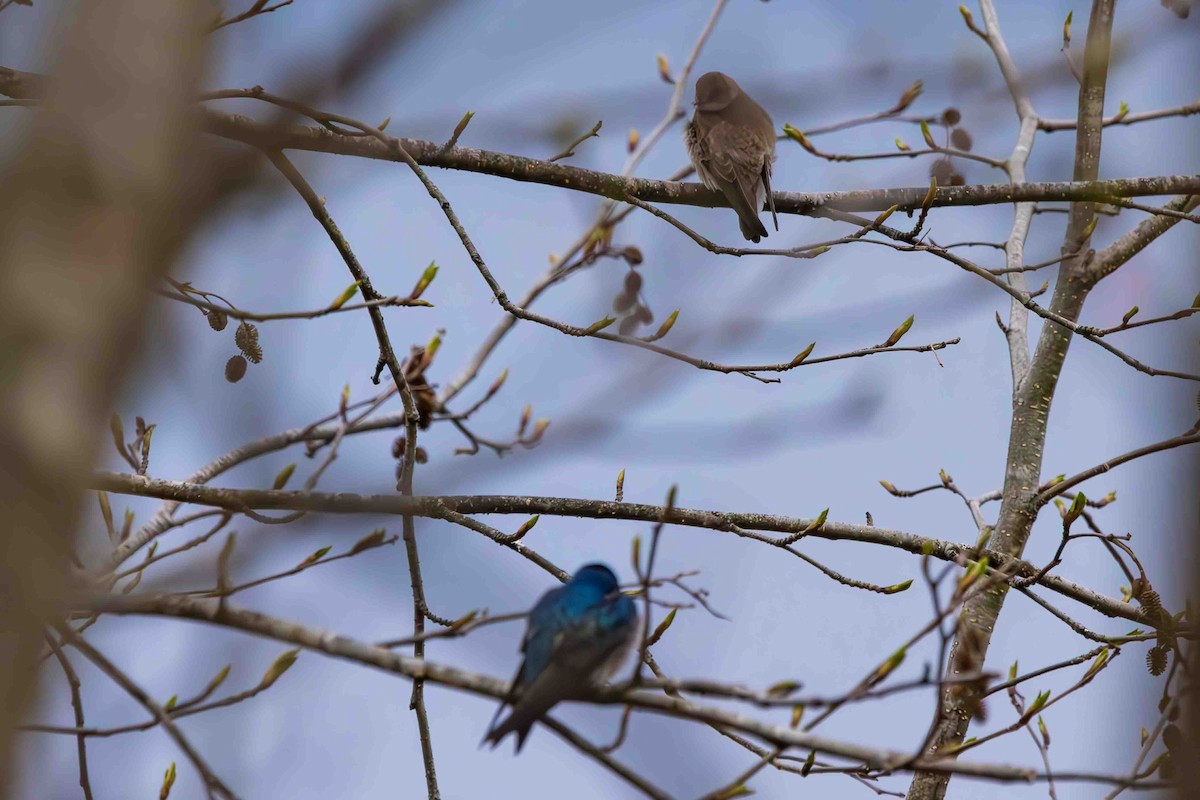 Golondrina Aserrada - ML618214228