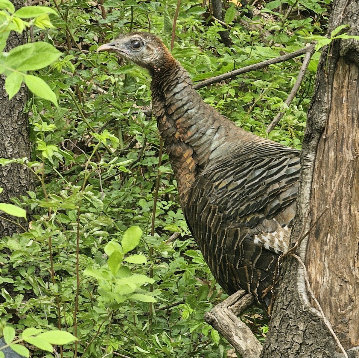 Wild Turkey - ML618214236