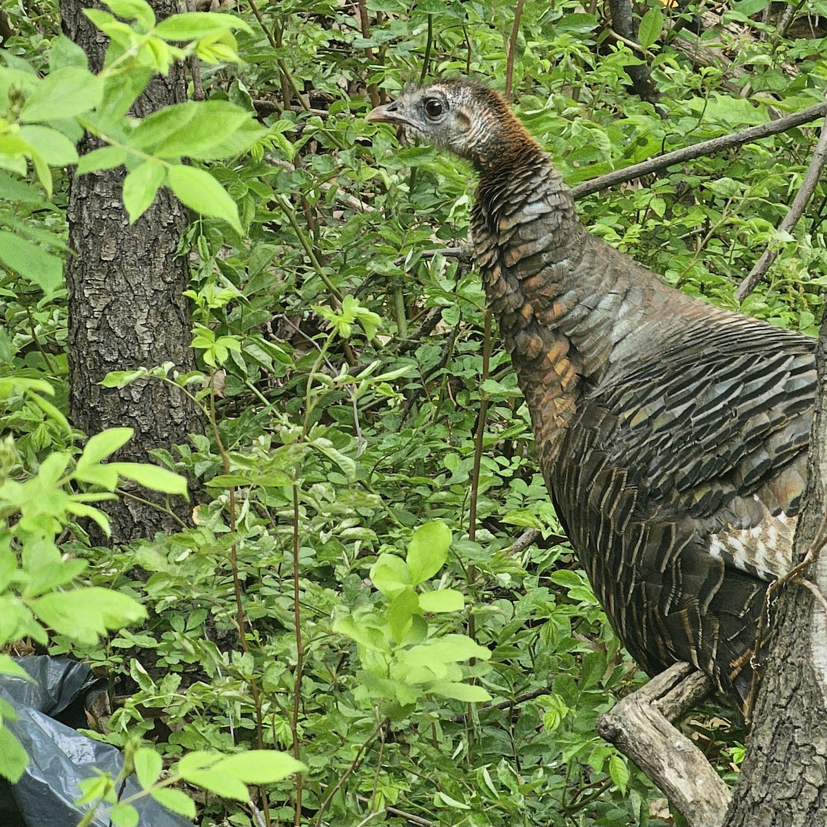 Wild Turkey - ML618214239