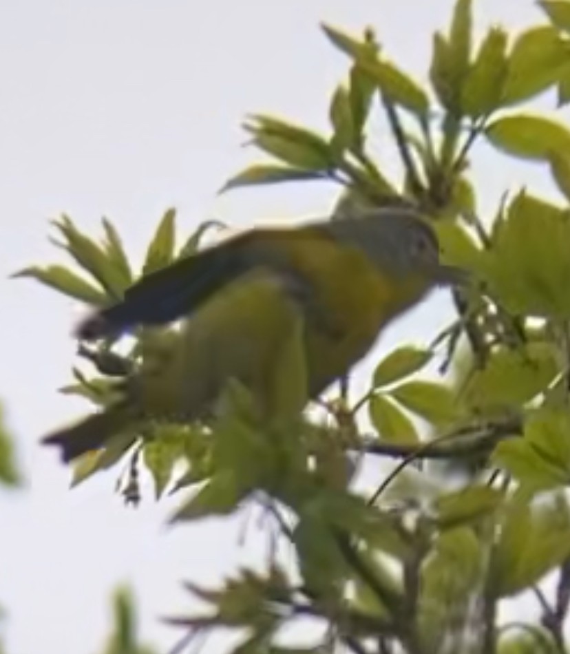 Nashville Warbler - ML618214248