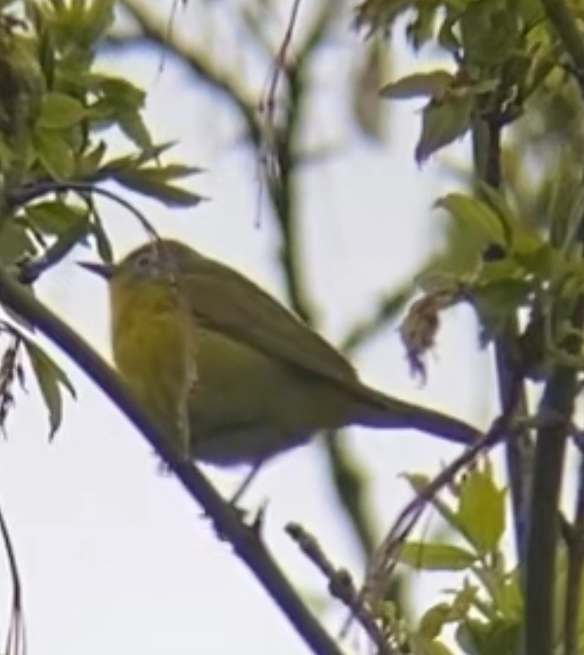 Nashville Warbler - ML618214249