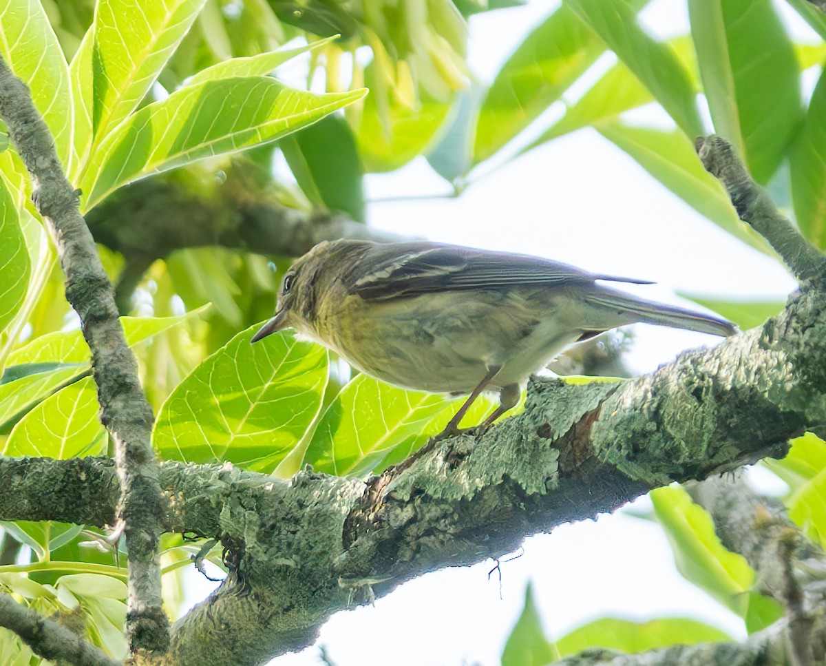 Bay-breasted/Blackpoll Warbler - Mary-Rose Hoang