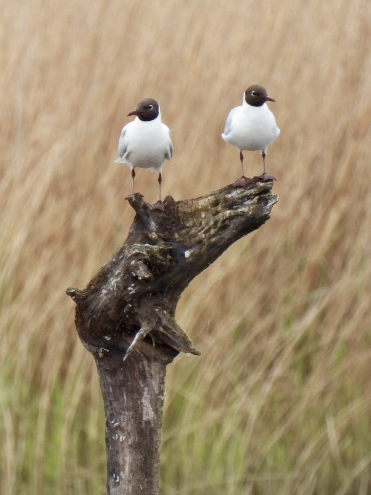 Black-headed Gull - ML618214266