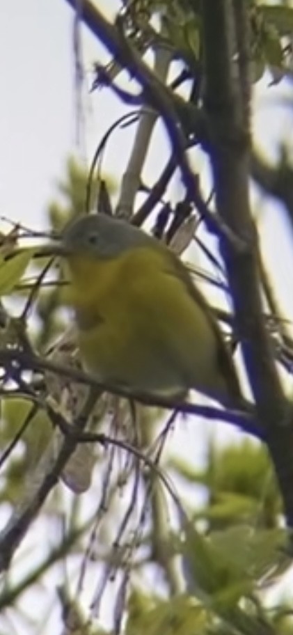 Nashville Warbler - ML618214267