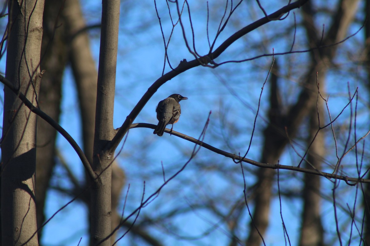 American Robin - Cory Ruchlin