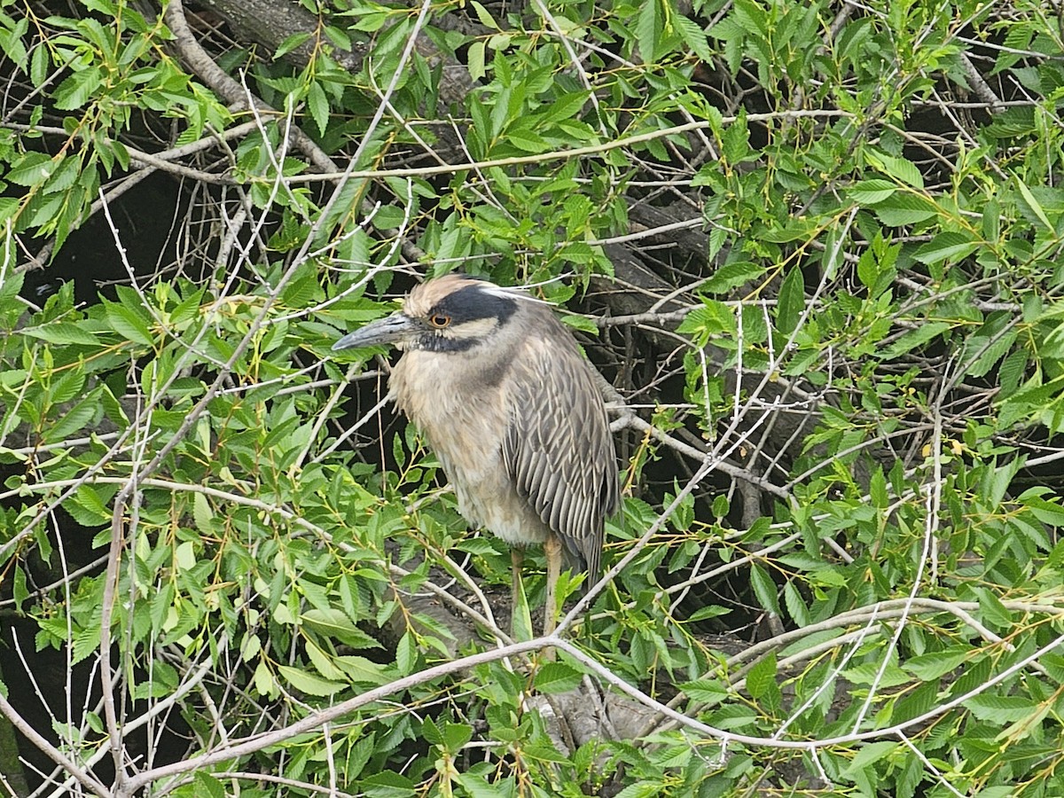 Yellow-crowned Night Heron - ML618214280