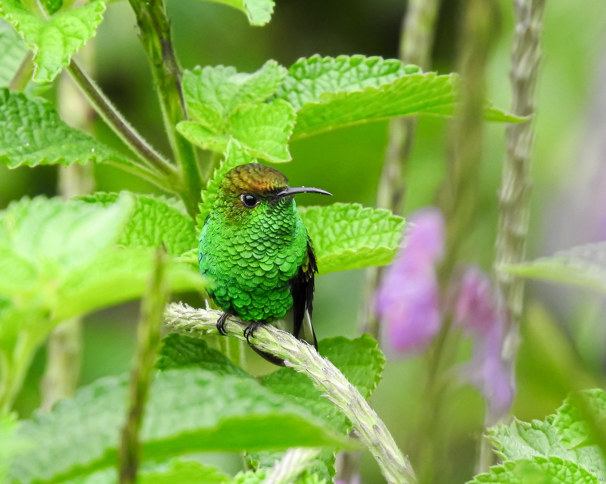 Coppery-headed Emerald - Erick Barbato