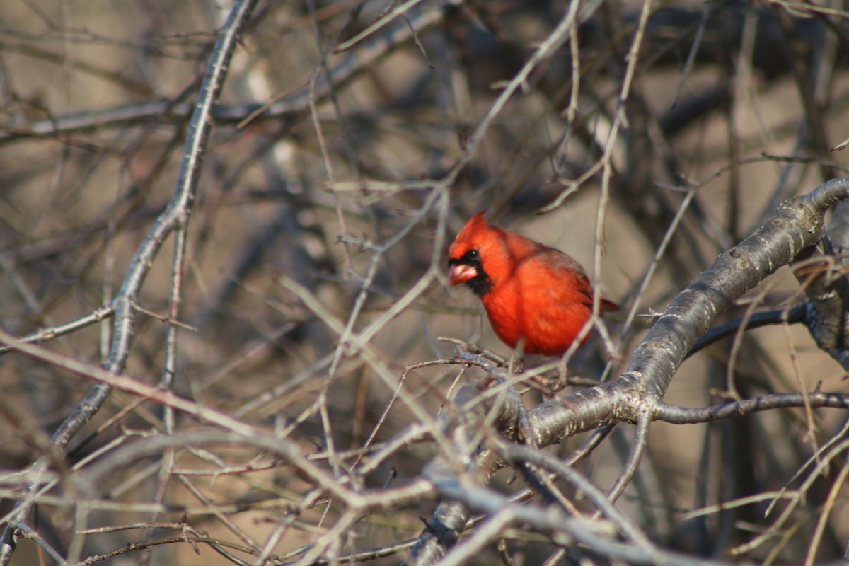 Northern Cardinal - Cory Ruchlin