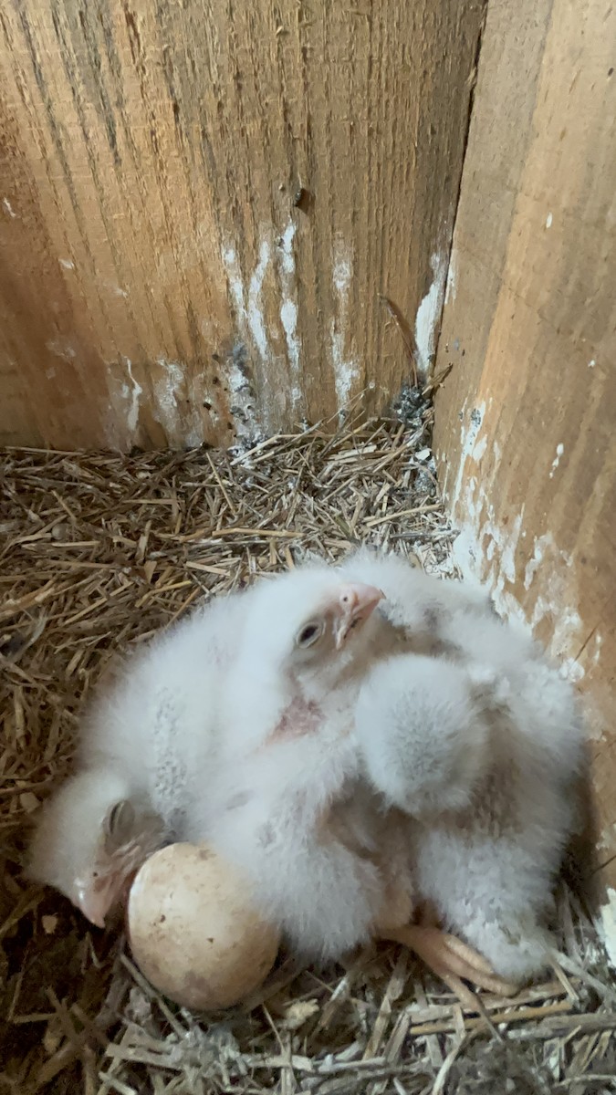 American Kestrel - ML618214306