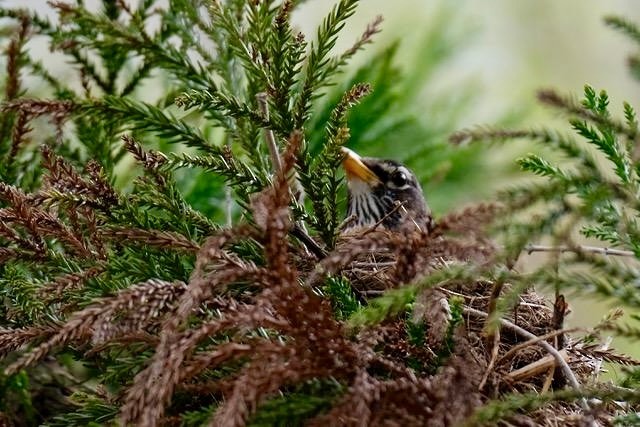 American Robin - Barbara Olson