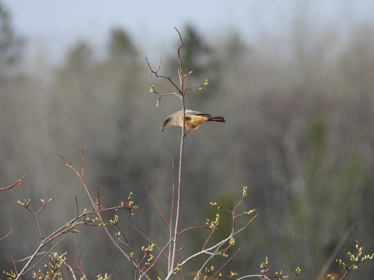 Say's Phoebe - ML618214310