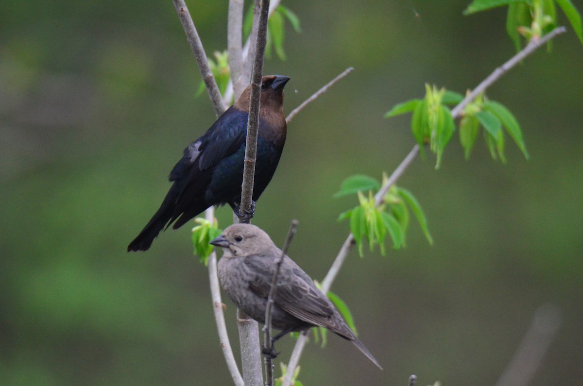 Brown-headed Cowbird - ML618214333