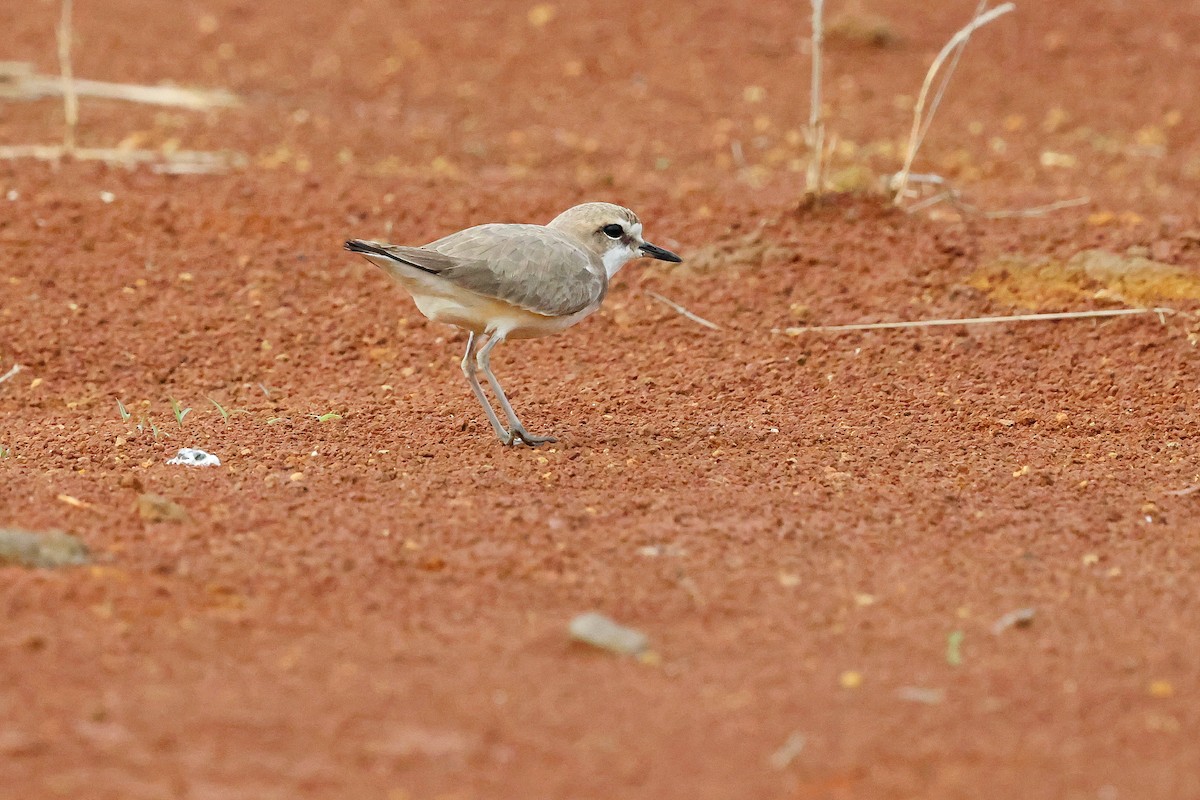 Kentish Plover - Chih-Wei(David) Lin