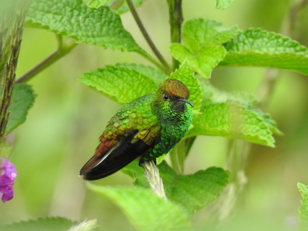 Coppery-headed Emerald - Erick Barbato