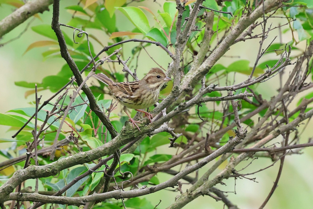 Black-faced Bunting - Chih-Wei(David) Lin