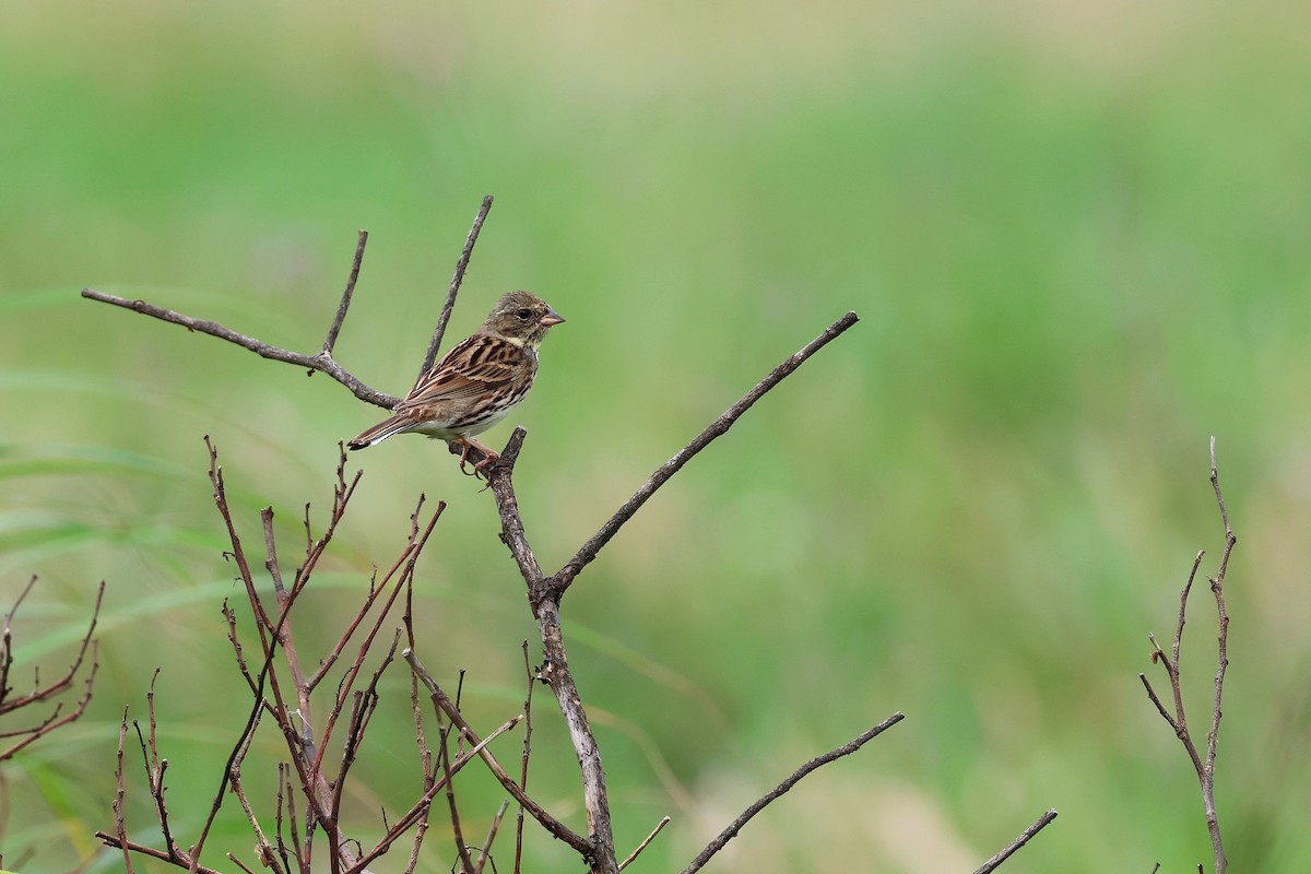 Black-faced Bunting - Chih-Wei(David) Lin