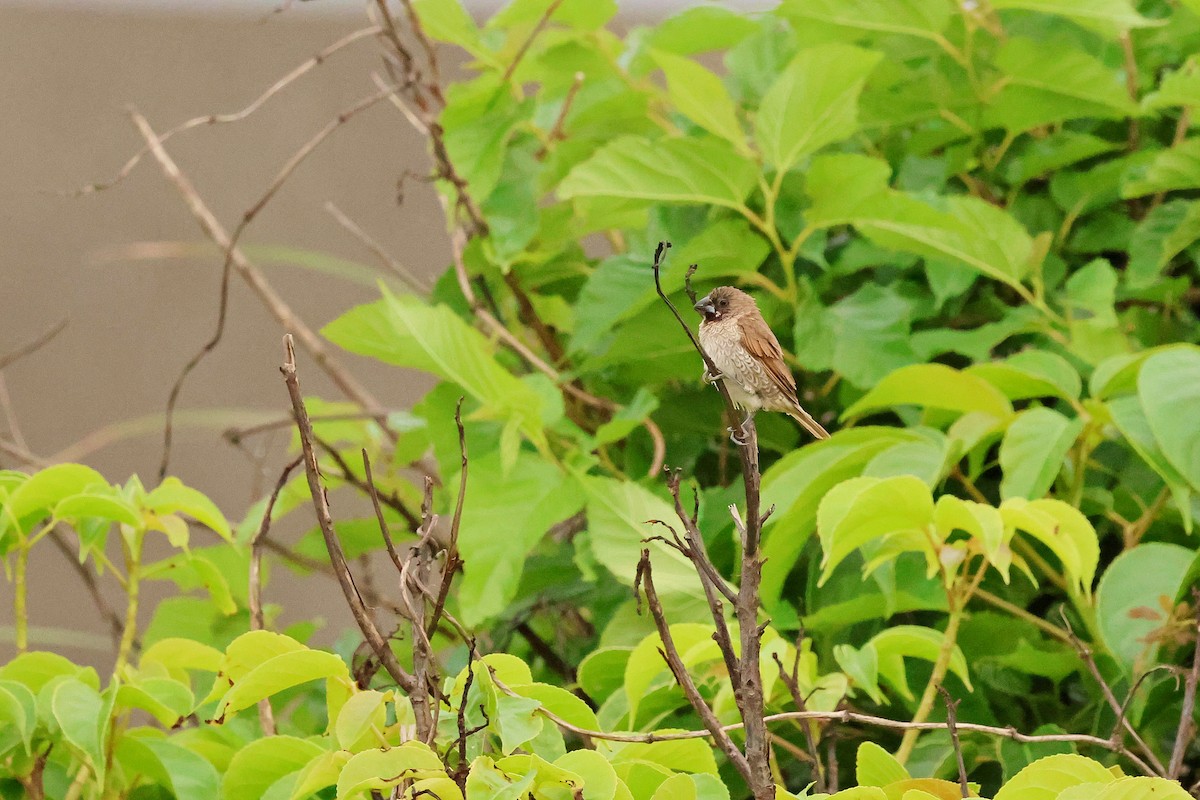 Scaly-breasted Munia - Chih-Wei(David) Lin