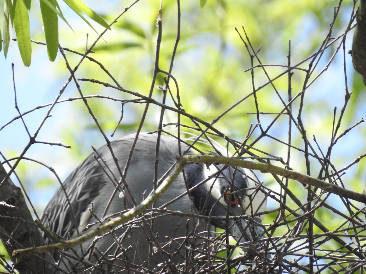 Yellow-crowned Night Heron - Laura Mae