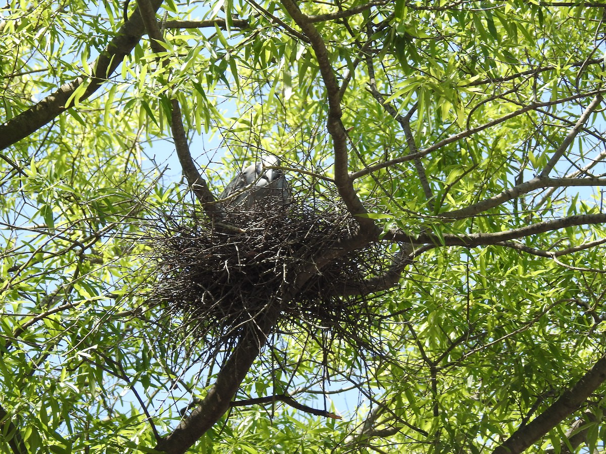 Yellow-crowned Night Heron - Laura Mae