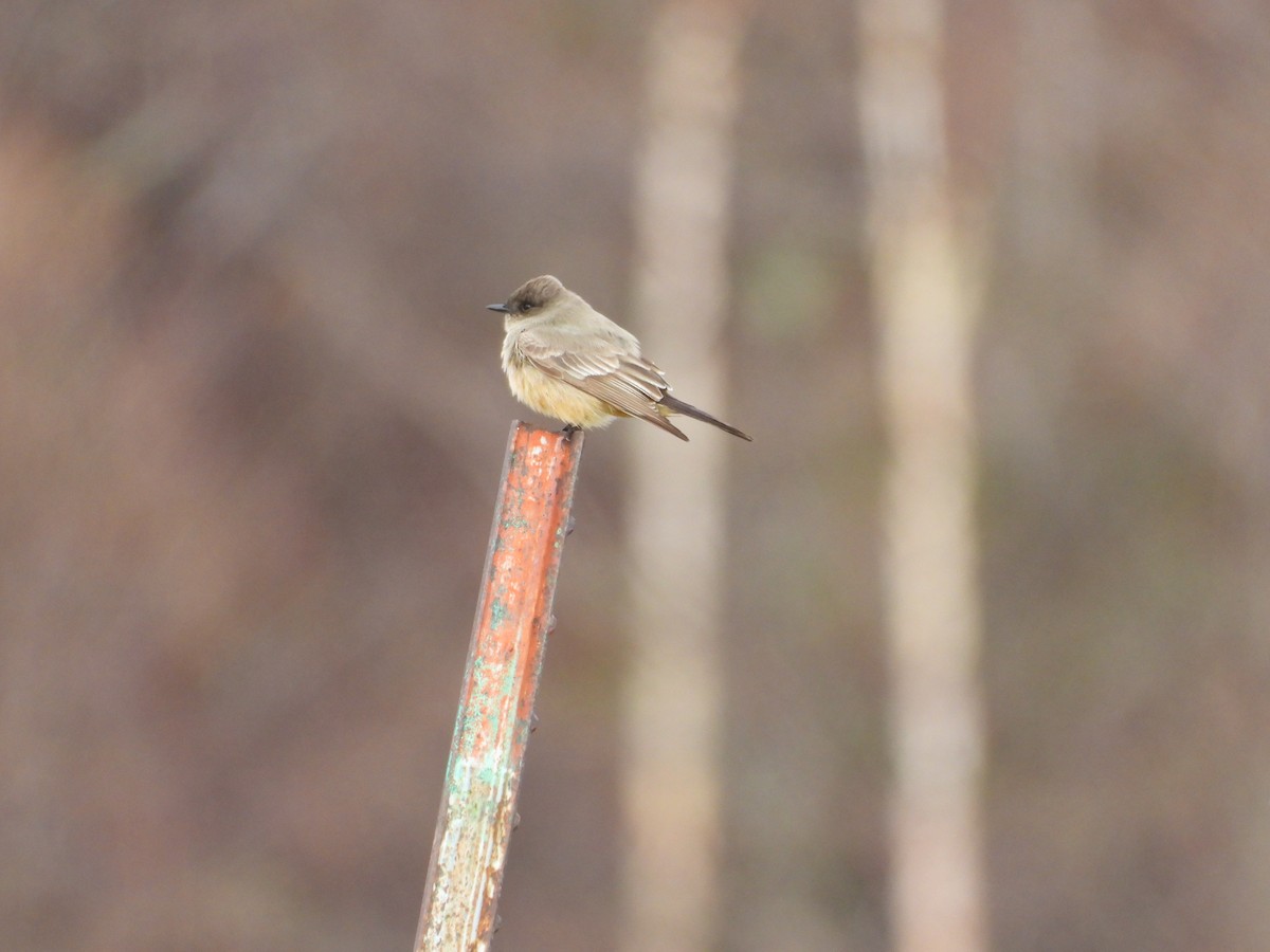 Say's Phoebe - ML618214361