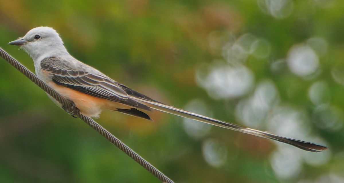 Scissor-tailed Flycatcher - Jim Malone