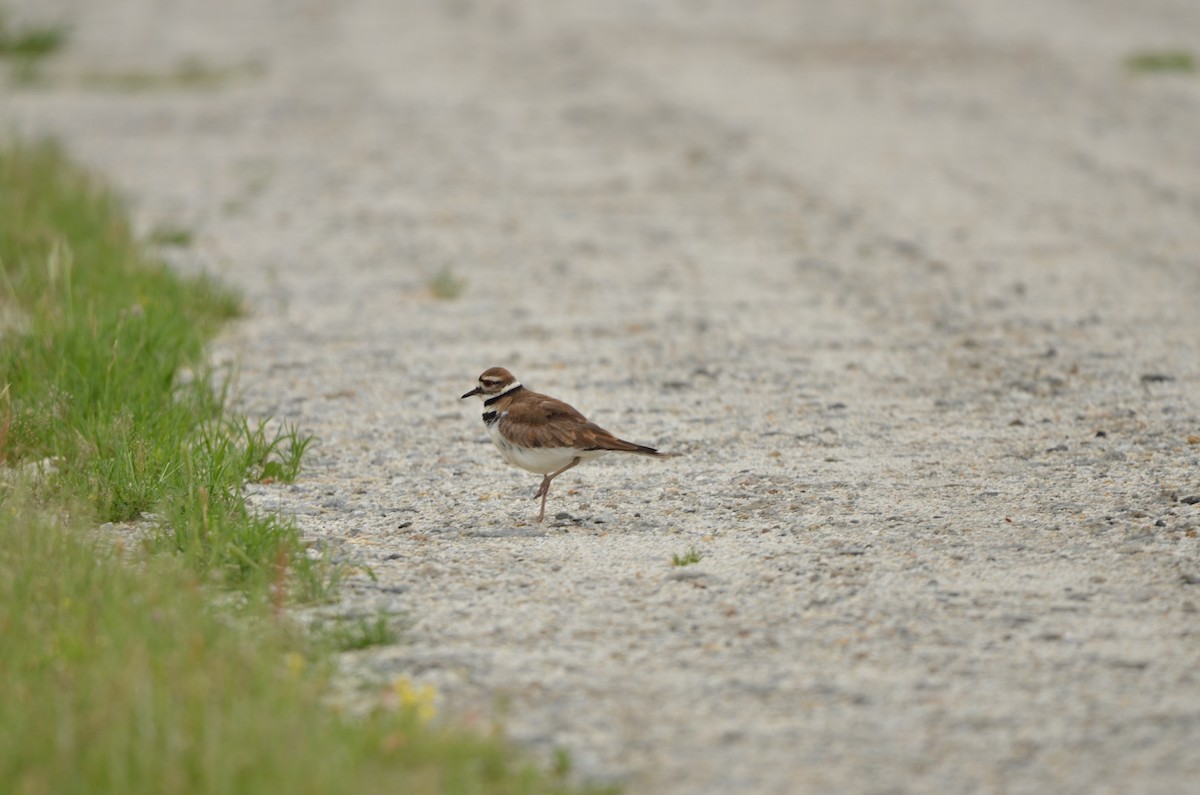 Killdeer - Elia Testu