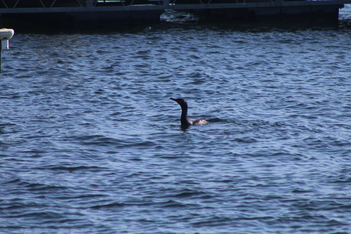 Double-crested Cormorant - Cory Ruchlin