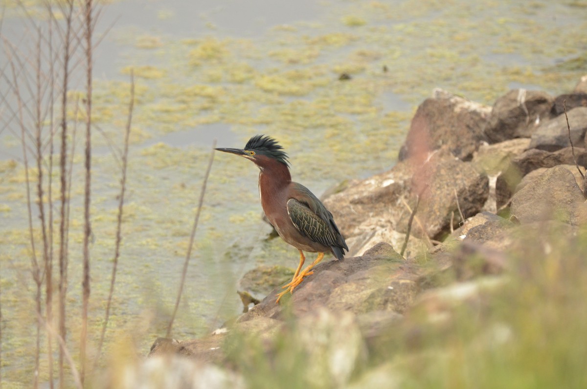 Green Heron - Elia Testu