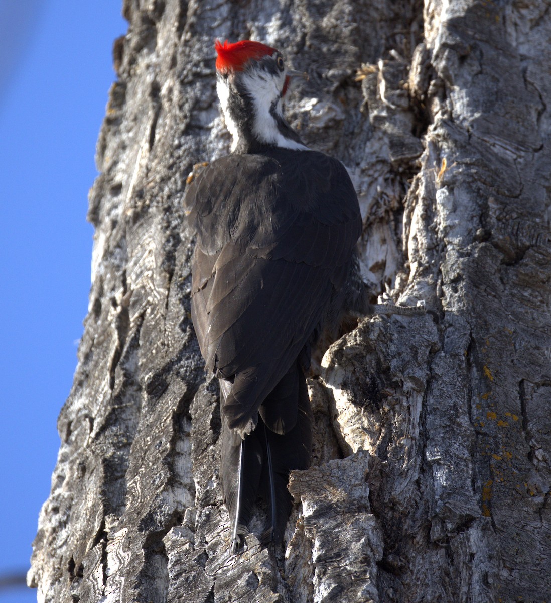 Pileated Woodpecker - Rick Hughes