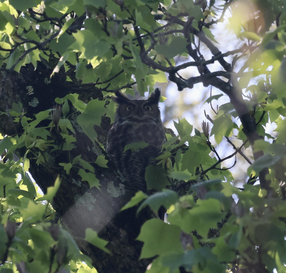 Great Horned Owl - Paul Clarke