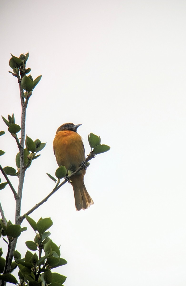 Baltimore Oriole - Richard Kurtz