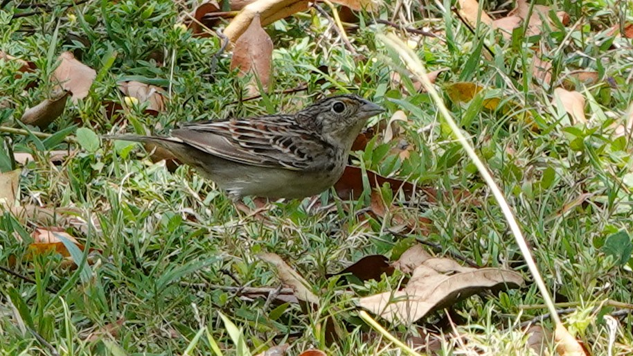 Grasshopper Sparrow - ML618214431
